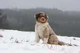 BERGER AUSTRALIEN PUPPIES 440